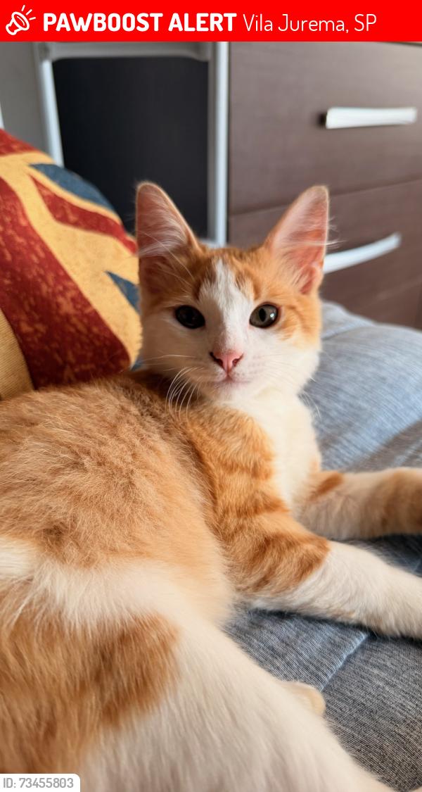Lost Male Cat last seen Rua São João, Vila Jurema, SP 