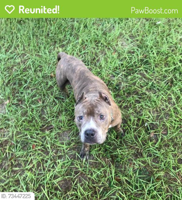 Reunited Male Dog last seen Columbus and Roosevelt, Beverly Hills, FL 34465