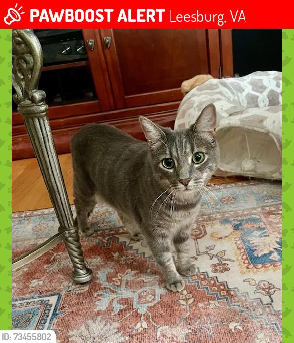 Lost Female Cat last seen Church Street SE and Market Street, Leesburg, VA 20175