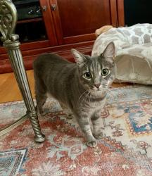 Lost Female Cat last seen Church Street SE and Market Street, Leesburg, VA 20175