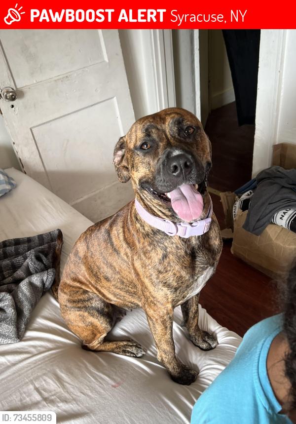 Lost Female Dog last seen Fitch st, Syracuse, NY 13204