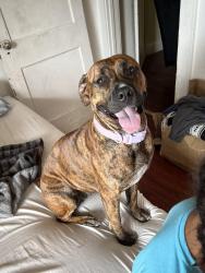 Lost Female Dog last seen Fitch st, Syracuse, NY 13204
