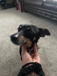 Found/Stray Male Dog last seen Kelkind manor apts, Kelkind Manor, TX 77073
