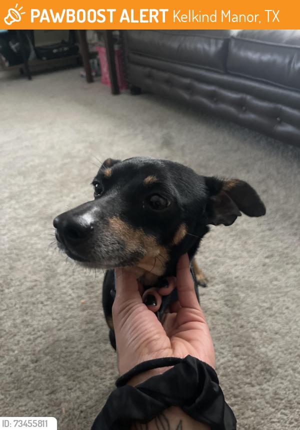 Found/Stray Male Dog last seen Kelkind manor apts, Kelkind Manor, TX 77073