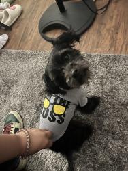 Lost Male Dog last seen Almeda, Houston, TX 77047