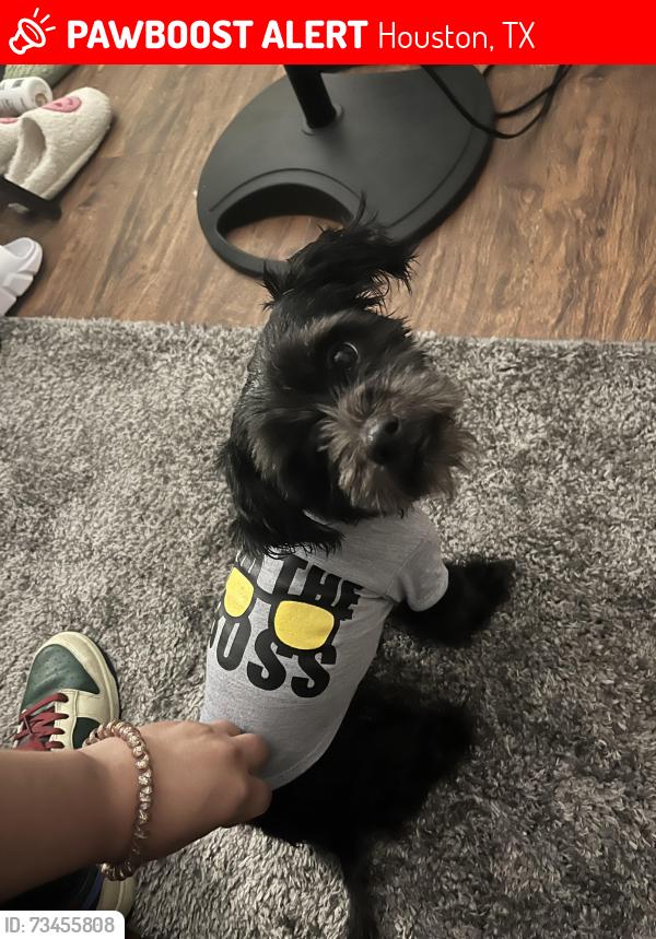 Lost Male Dog last seen Almeda, Houston, TX 77047