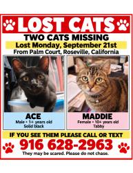 Lost Male Cat last seen Palm Ave and Palm court, Roseville, CA 95661