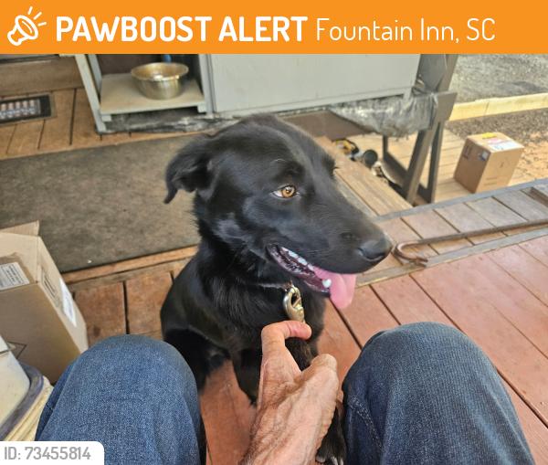 Found/Stray Male Dog last seen FairviewRd/McKelvey Rd., Fountain Inn, SC 29644