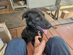 Found/Stray Male Dog last seen FairviewRd/McKelvey Rd., Fountain Inn, SC 29644