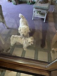 Found/Stray Unknown Dog last seen Hamilton and Mulberry, Olathe, KS 66061
