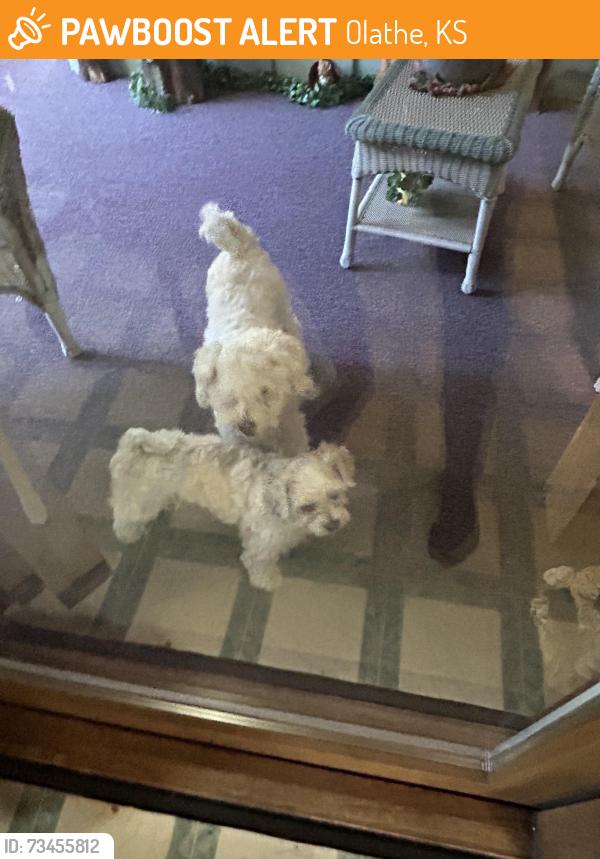 Found/Stray Unknown Dog last seen Hamilton and Mulberry, Olathe, KS 66061
