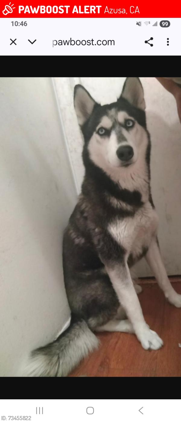 Lost Female Dog last seen Azusa 3rd and soldanoo, Azusa, CA 91702