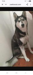 Lost Female Dog last seen Azusa 3rd and soldanoo, Azusa, CA 91702