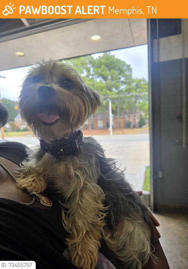 Found/Stray Female Dog last seen Graceland, Memphis, TN 38116