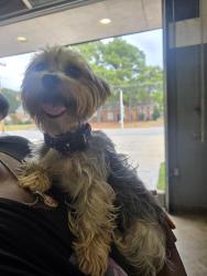 Found/Stray Female Dog last seen Graceland, Memphis, TN 38116
