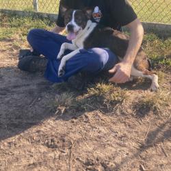 Shelter Stray Male Dog last seen , 1244 N Delsea Dr, Vineland, NJ 08360, USA