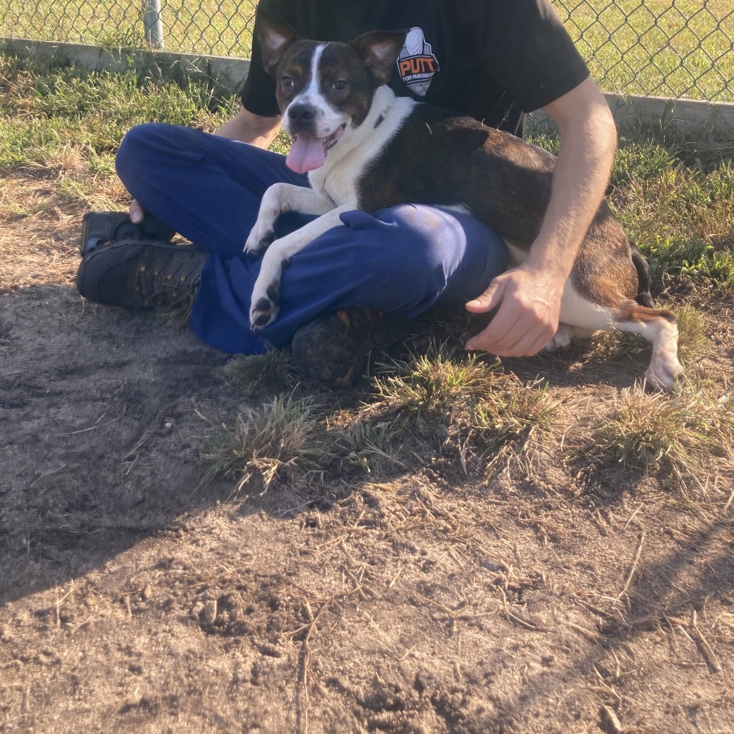 Shelter Stray Male Dog last seen , 1244 N Delsea Dr, Vineland, NJ 08360, USA