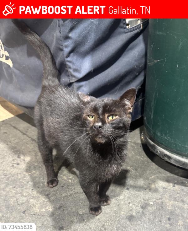 Lost Male Cat last seen Highway 109, Gallatin, TN 37066