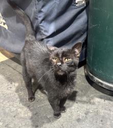 Lost Male Cat last seen Highway 109, Gallatin, TN 37066