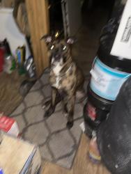Found/Stray Male Dog last seen Near Omega place, Sioux Falls, SD 57106