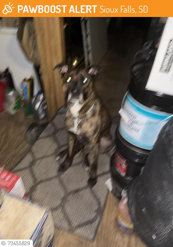 Found/Stray Male Dog last seen Near Omega place, Sioux Falls, SD 57106