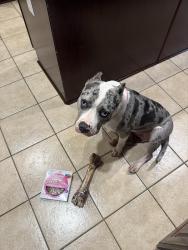 Lost Female Dog last seen Cornelison & Fairmount, Jersey City, NJ 07302