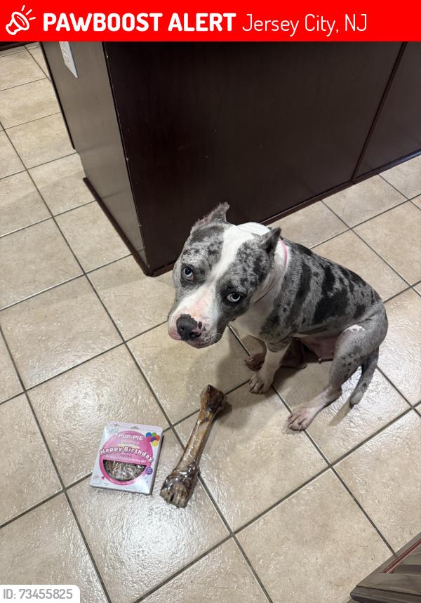 Lost Female Dog last seen Cornelison & Fairmount, Jersey City, NJ 07302
