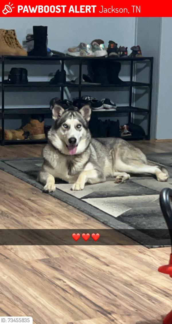 Lost Female Dog last seen Cambridge Dr., Jackson, TN 38305