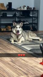 Lost Female Dog last seen Cambridge Dr., Jackson, TN 38305