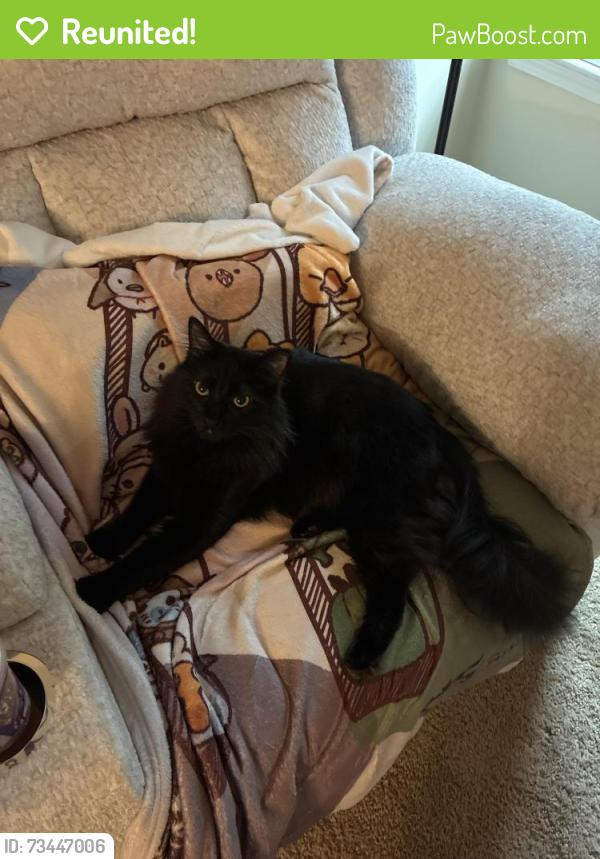 Reunited Male Cat last seen Palmetto Place apmts, Eastside HS, Old Spartanburg Rd, Taylors, SC 29687