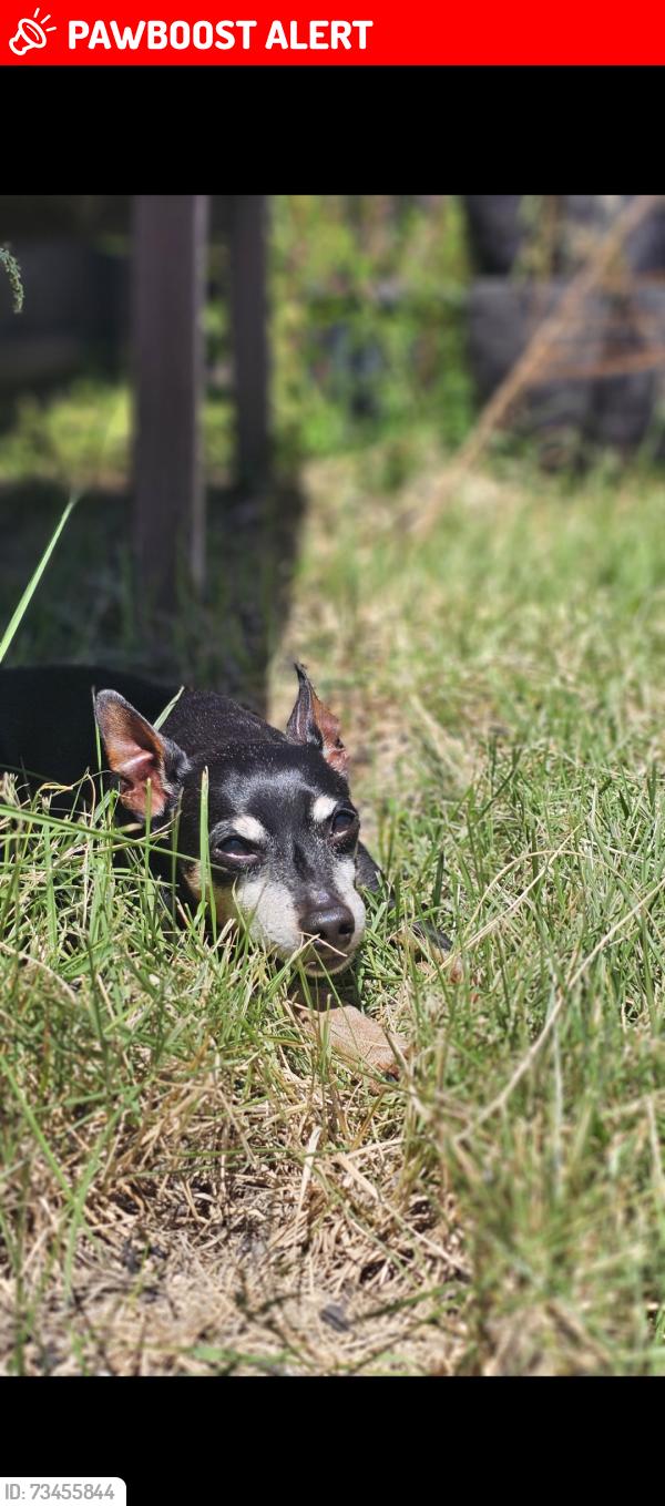 Lost Male Dog last seen Forest heights and Lewis Turner, Fort Walton Beach, FL 32547