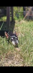 Lost Male Dog last seen Forest heights and Lewis Turner, Fort Walton Beach, FL 32547