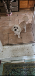 Lost Male Dog last seen Connecticut ave, Silver Spring, MD 20906