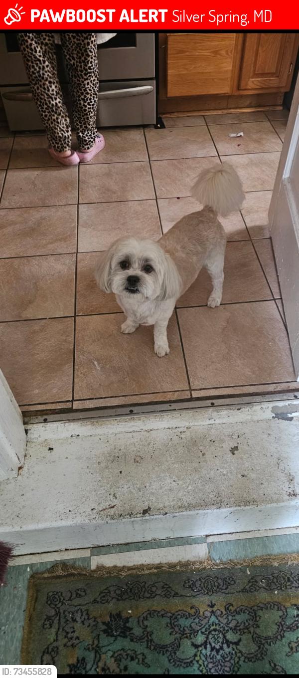 Lost Male Dog last seen Connecticut ave, Silver Spring, MD 20906