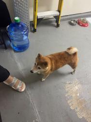 Found/Stray Unknown Dog last seen Old Cedar Circle, The Woodlands, TX, The Woodlands, TX 77382
