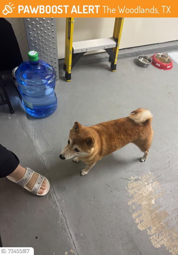Found/Stray Unknown Dog last seen Old Cedar Circle, The Woodlands, TX, The Woodlands, TX 77382