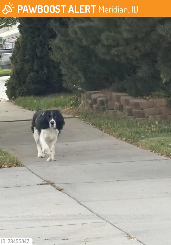 Found/Stray Unknown Dog last seen Thousand springs subdivision, Meridian, ID 83642