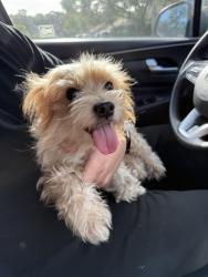 Found/Stray Female Dog last seen Near Tanager Dr, Jacksonville, FL 32225