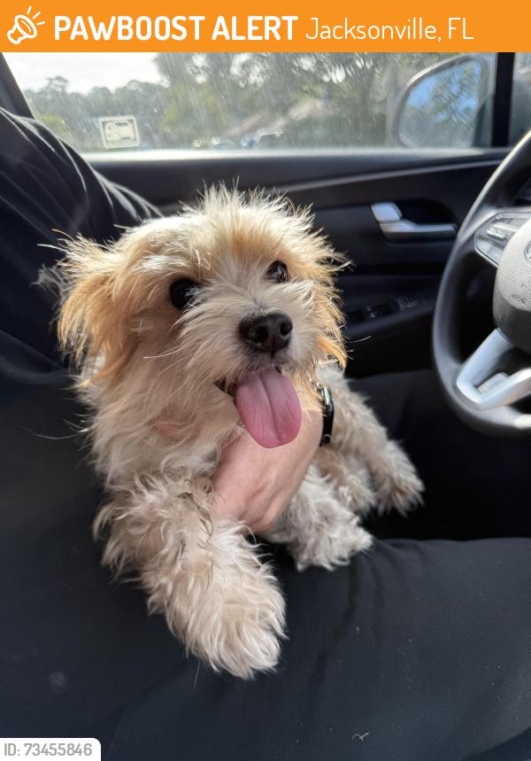 Found/Stray Female Dog last seen Near Tanager Dr, Jacksonville, FL 32225