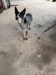 Found/Stray Female Dog last seen Judson rd / 1604, San Antonio, TX 78259