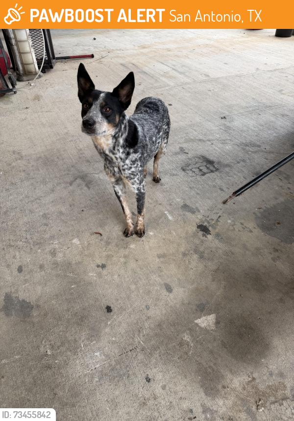 Found/Stray Female Dog last seen Judson rd / 1604, San Antonio, TX 78259
