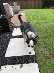 Found/Stray Female Dog last seen Hillcrest&635, Dallas, TX 75230