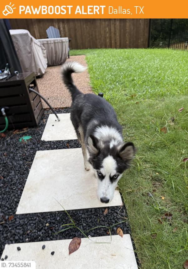 Found/Stray Female Dog last seen Hillcrest&635, Dallas, TX 75230