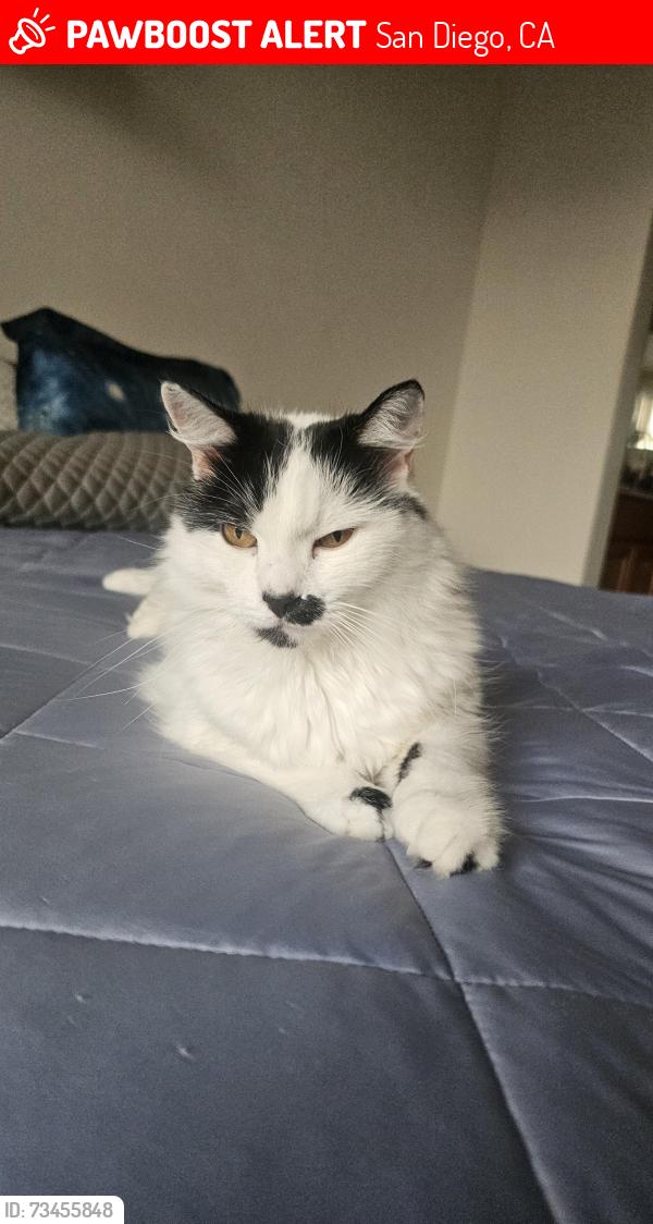 Lost Male Cat last seen Trader joes, camino de la reina, San Diego, CA 92108