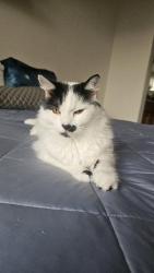 Lost Male Cat last seen Trader joes, camino de la reina, San Diego, CA 92108