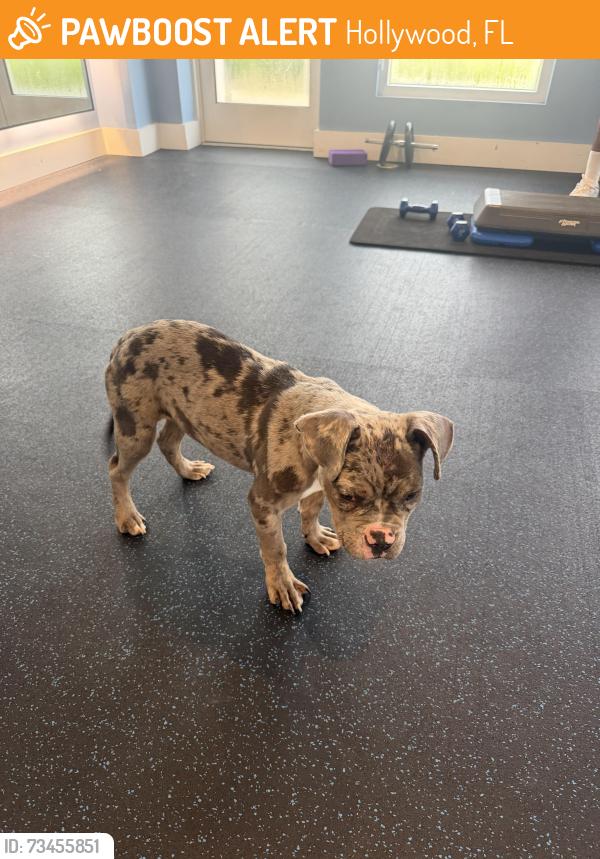 Found/Stray Female Dog last seen Dania Pointe, Hollywood, FL 33020