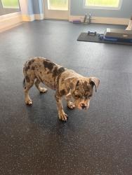Found/Stray Female Dog last seen Dania Pointe, Hollywood, FL 33020
