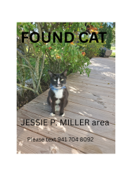 Found/Stray Female Cat last seen Near 43rd street west bradenton fl, Bradenton, FL 34209