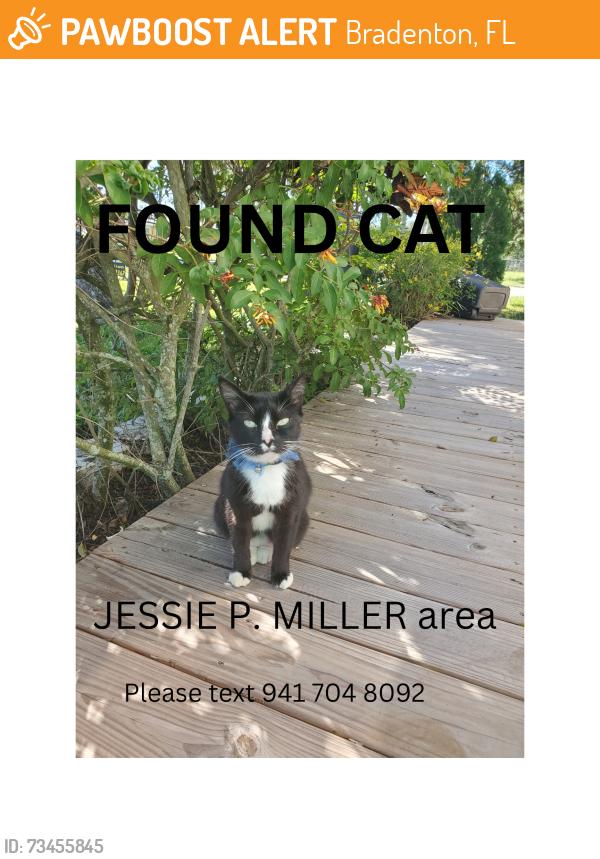 Found/Stray Female Cat last seen Near 43rd street west bradenton fl, Bradenton, FL 34209