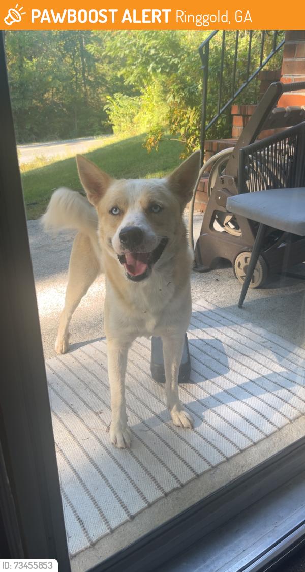 Found/Stray Male Dog last seen Near and new summit hill road, Ringgold, GA 30736